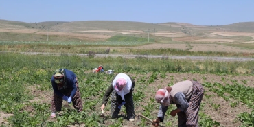 Balikesir8217de-Kahraman-Ciftci-Dikenli-Tellerdeki-Tayi-Kurtardi-featured