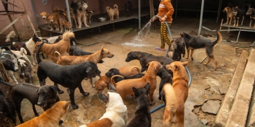 Edremit8217te-Hayvan-Katliami-Barinaklara-Yonelik-Suclama-featured