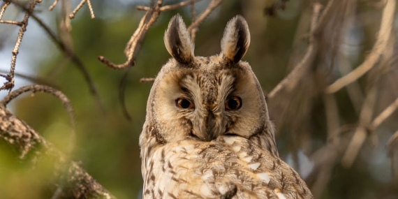Siirt’te Kanadı Yaralı Kulaklı Orman Baykuşu Kurtarıldı, Tedavisi Başladı