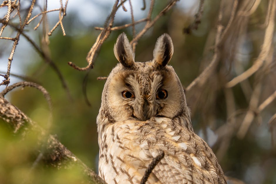 Siirt8217te-Kanadi-Yarali-Kulakli-Orman-Baykusu-Kurtarildi-Tedavisi-Basladi-featured
